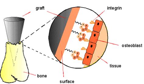  Elastina: Il materiale per protesi innovative e rivestimenti biocompatibili?