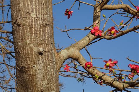  Kapok: Un Esplorazione del Fiore di Cotone che Sfida la Gravitá!