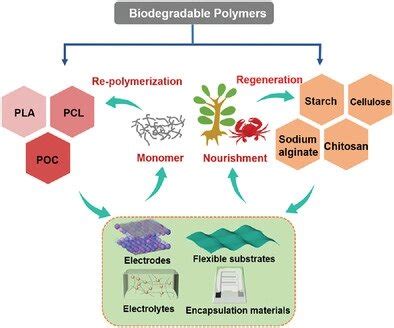 Lactide: Un polimero biodegradabile per il futuro dell'ingegneria tissutale!